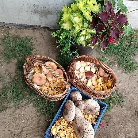 U Izy Stare Kiejkuty * Szczytno (Warmian-Masurian)