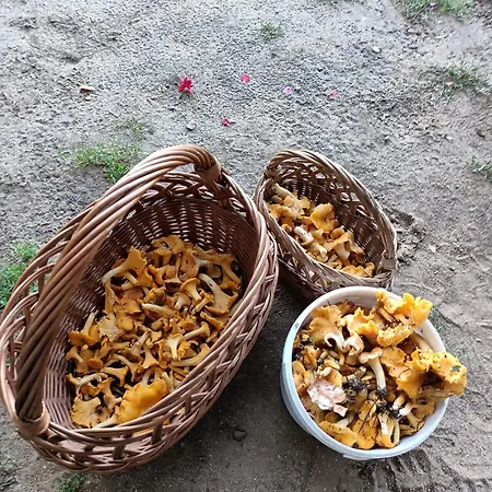 U Izy Stare Kiejkuty Konukevi *