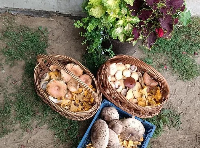 U Izy Stare Kiejkuty * Szczytno (Warmian-Masurian)