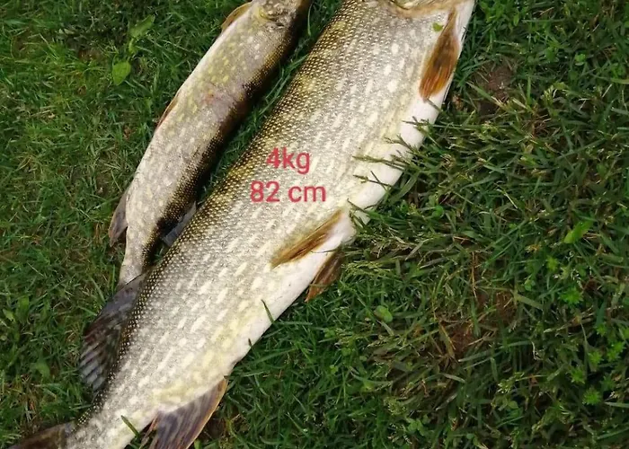 U Izy Stare Kiejkuty Guest house Szczytno (Warmian-Masurian)